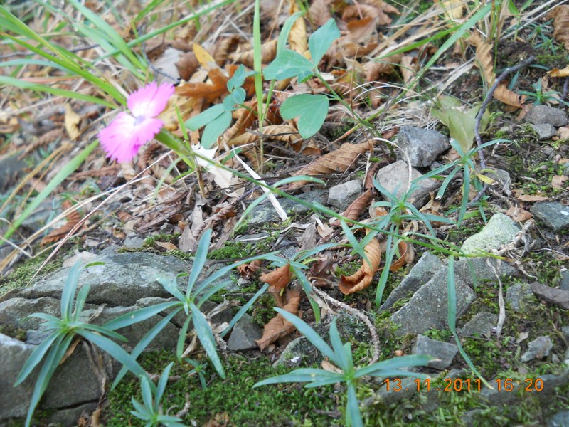 Dianthus cfre. seguieri